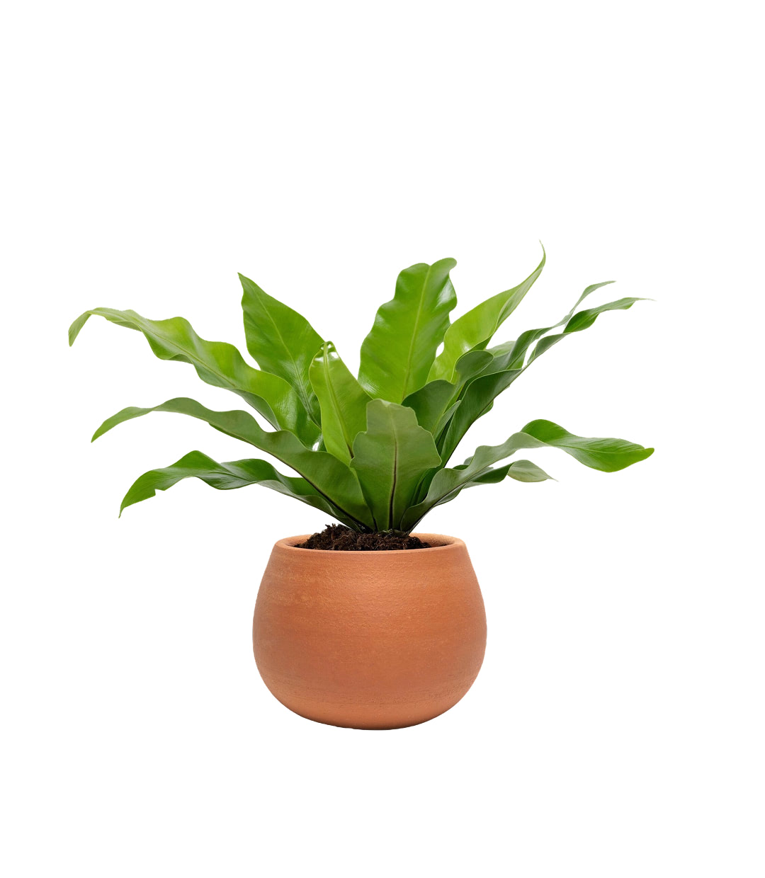 Aglonema Plant